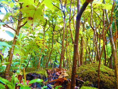 Custom Made
Mini Forests,
DAPACU
Nature